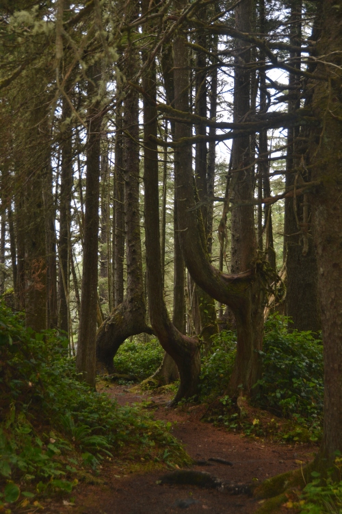 forest scene with tall trees